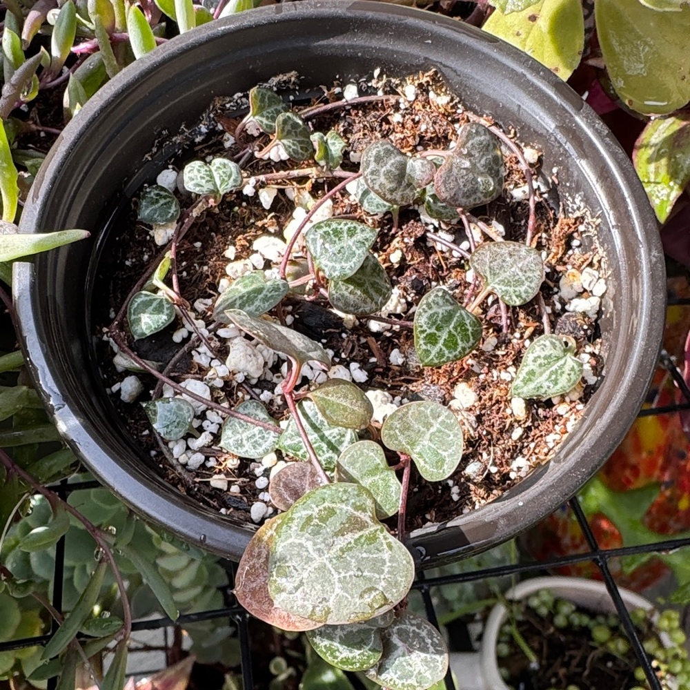 STRING OF HEARTS Heart-Shaped Leaf Plant in Black Pot